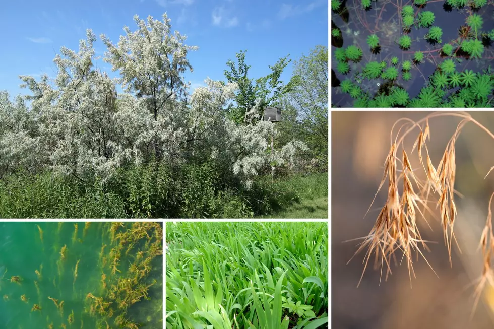 Are You Growing One of Montana’s 5 Regulated Plant Types?