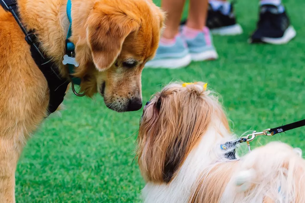 Missoula’s Five Valley Kennel Club 2023 Dog Show This Weekend